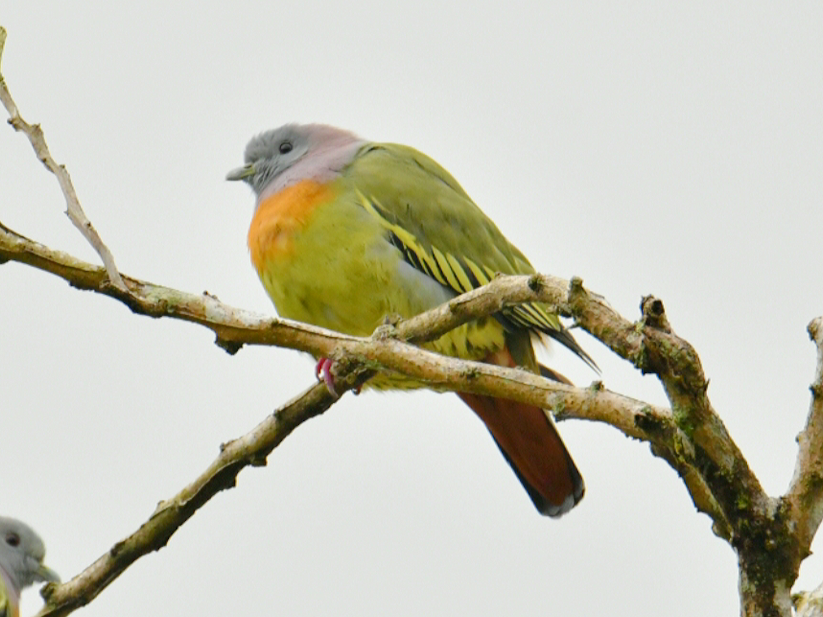 Pink-necked Green-Pigeon - ML646011898