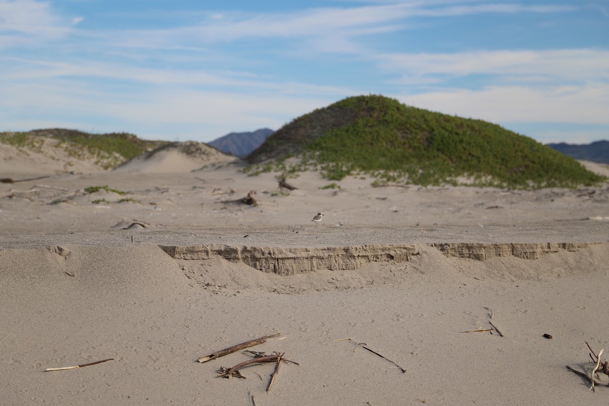 Snowy Plover - ML646011899