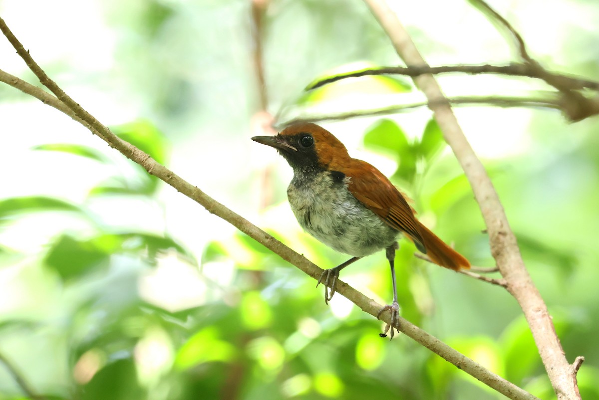 Okinava Bülbülü - ML646011904