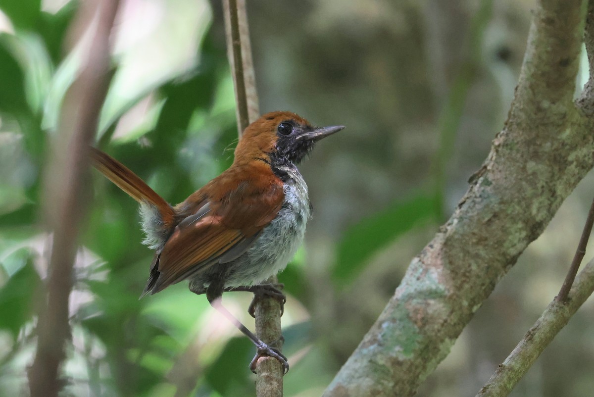 Okinava Bülbülü - ML646011905