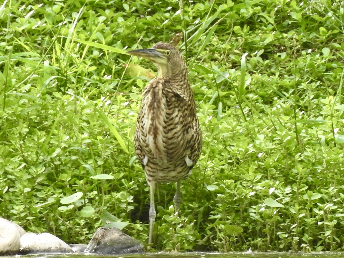 Bare-throated Tiger-Heron - ML646011925
