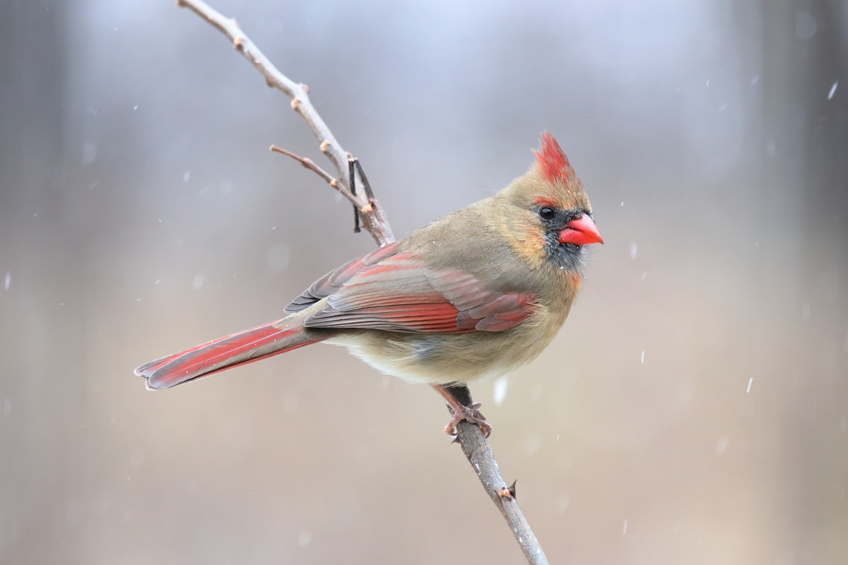 Northern Cardinal - ML646011927
