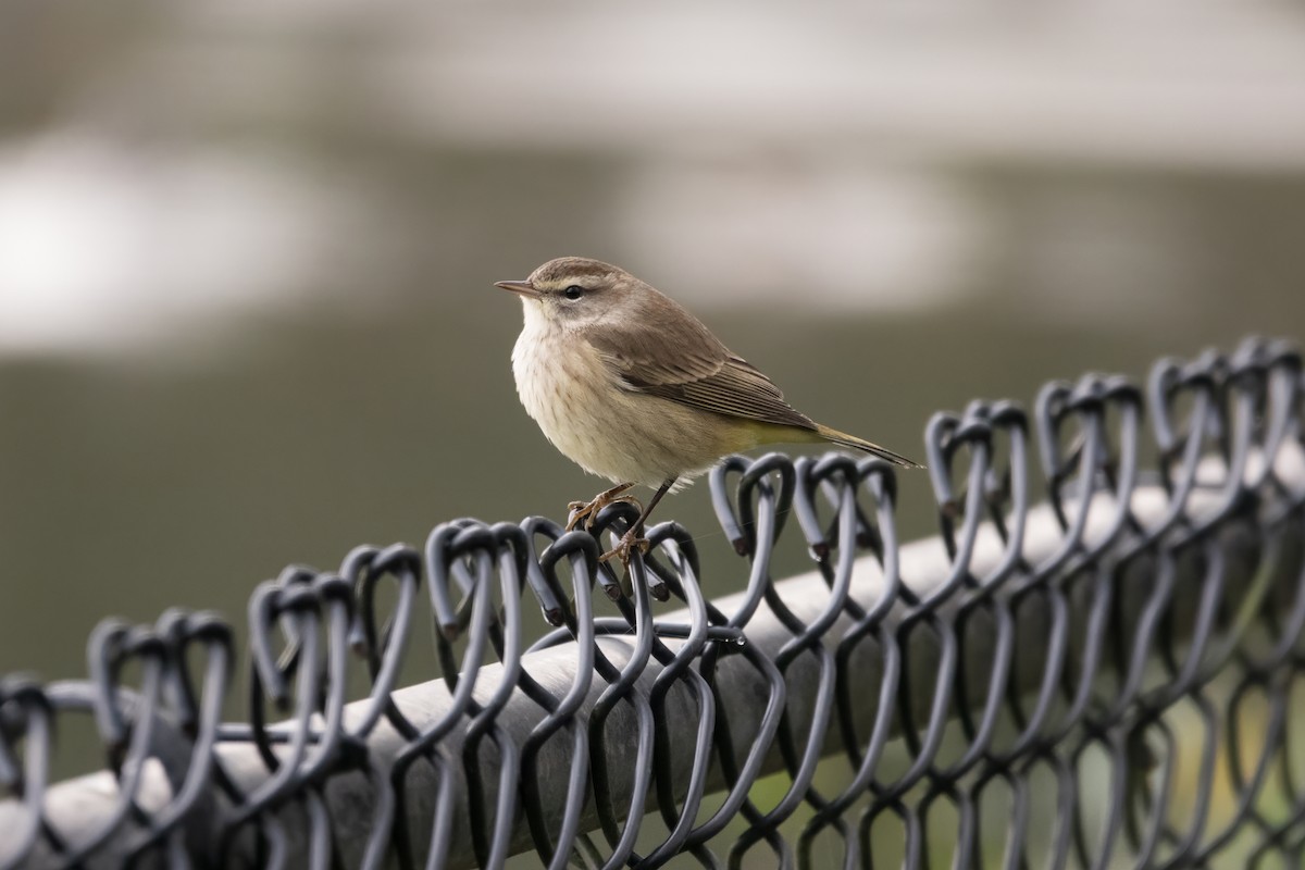 Palm Warbler - ML646011928