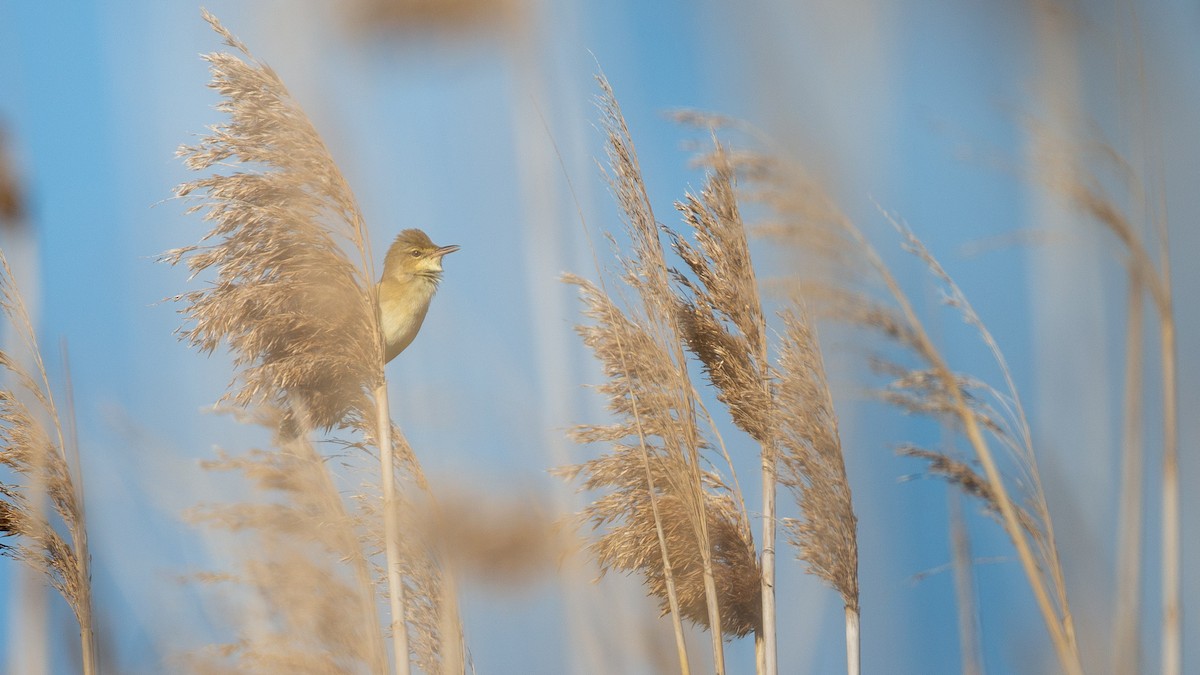 Australian Reed Warbler - ML646011935