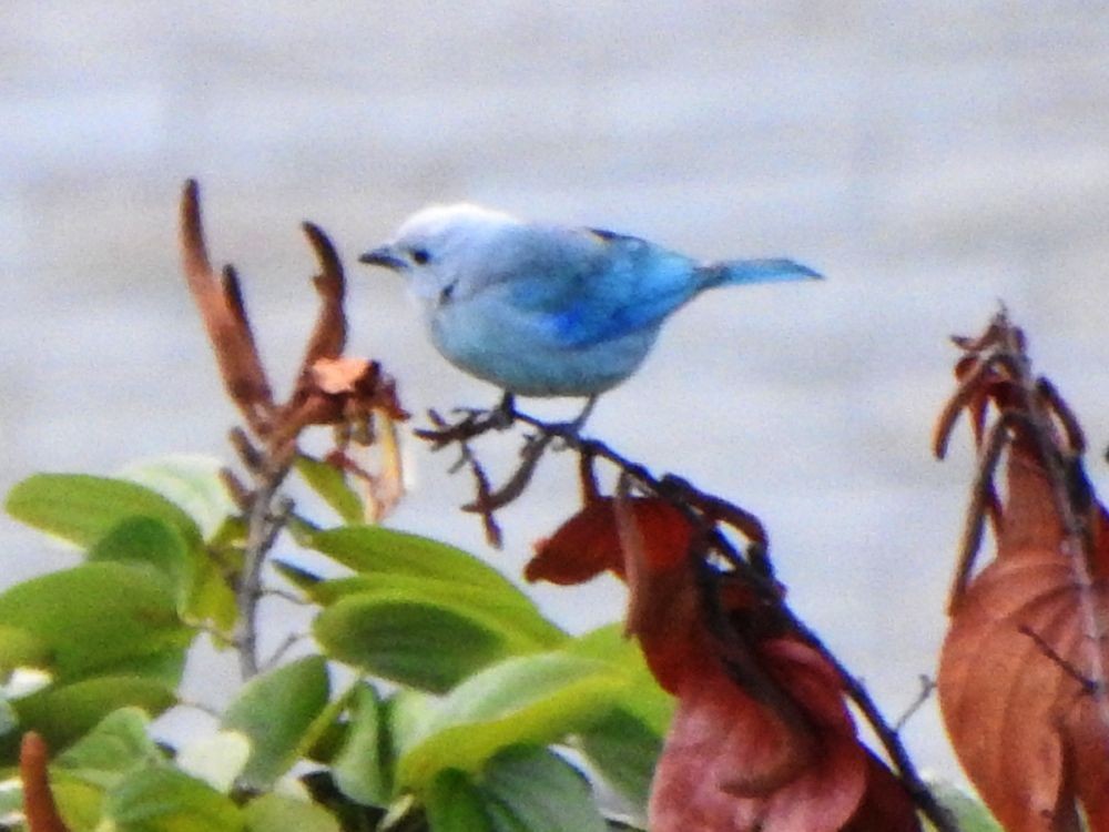 Blue-gray Tanager - ML646011951