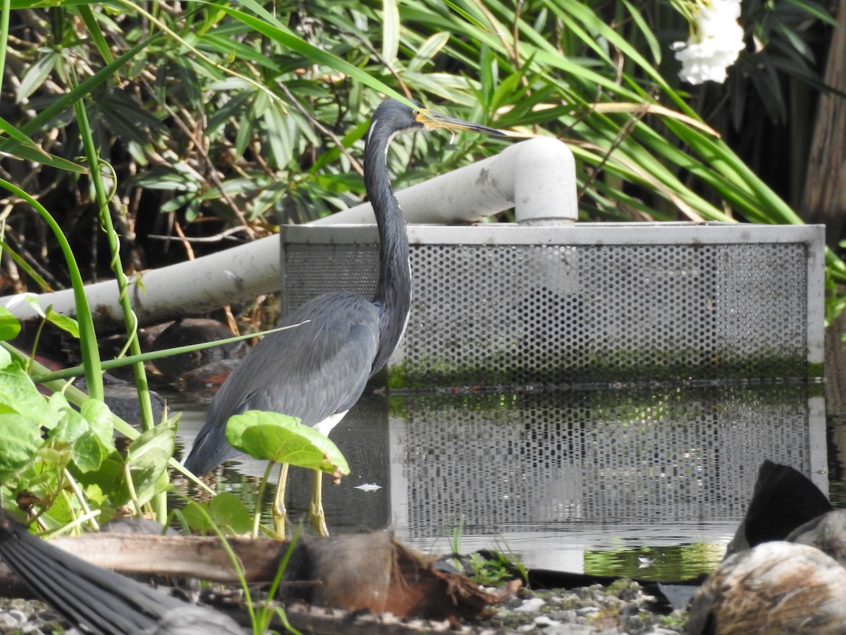 Tricolored Heron - ML646011953