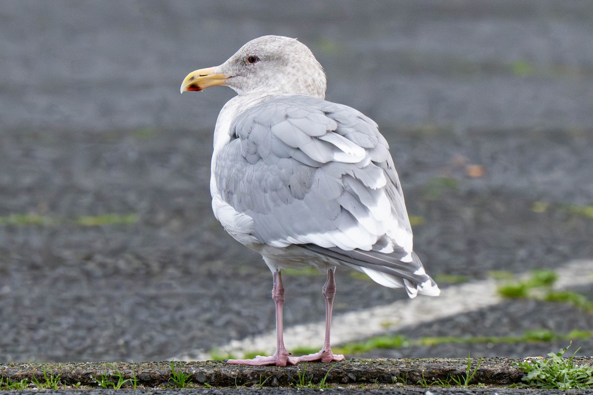 Western x Glaucous-winged Gull (hybrid) - ML646011954