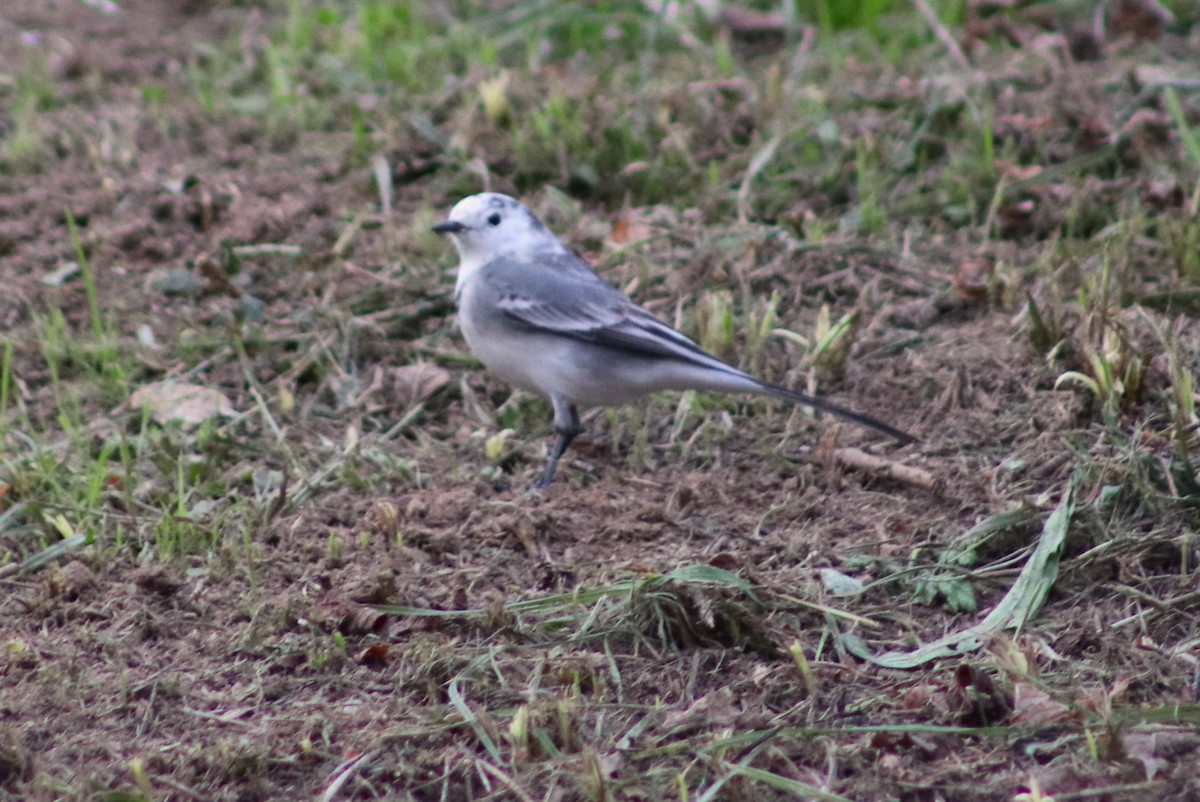 White Wagtail - ML646011959