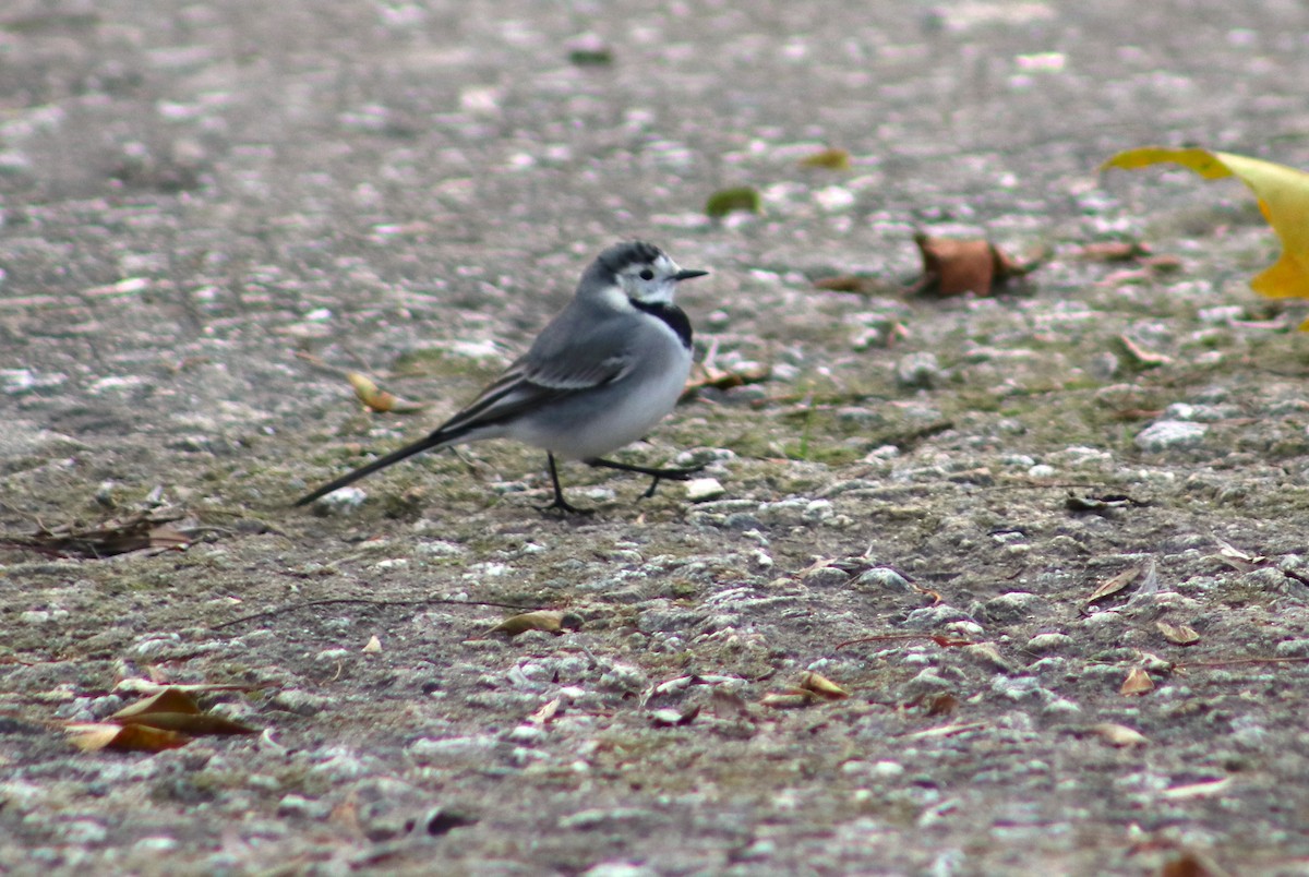 White Wagtail - ML646011960