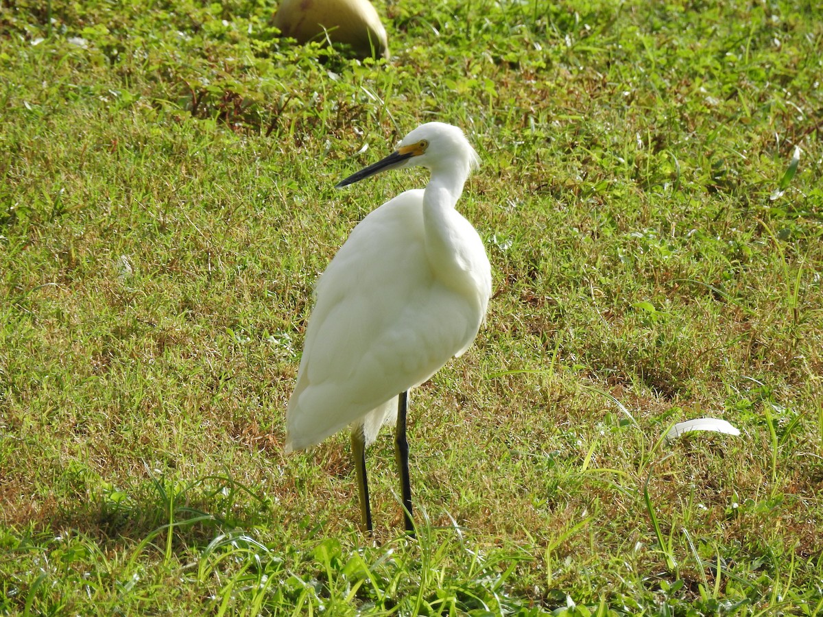 Snowy Egret - ML646011991