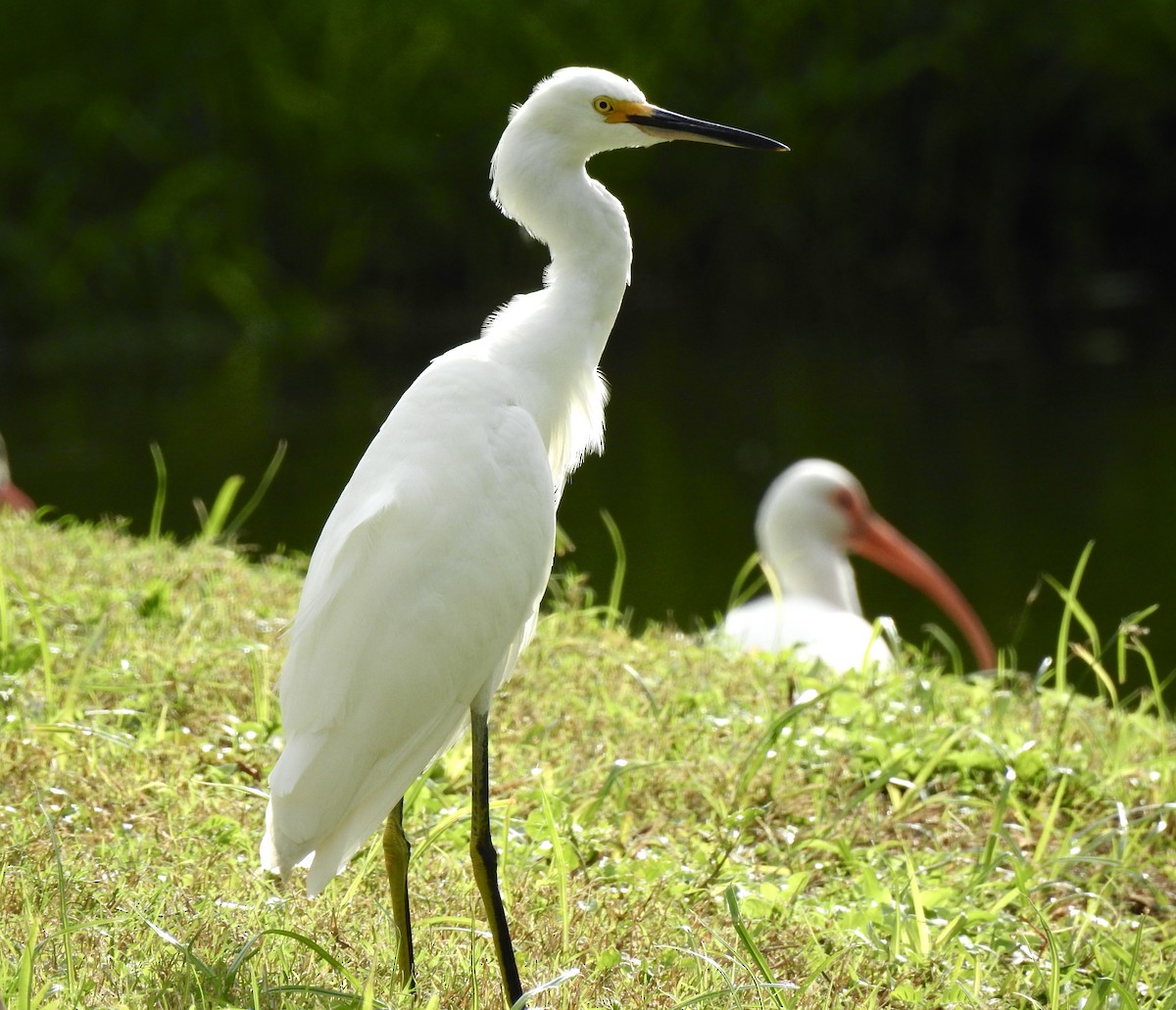 Snowy Egret - ML646011992