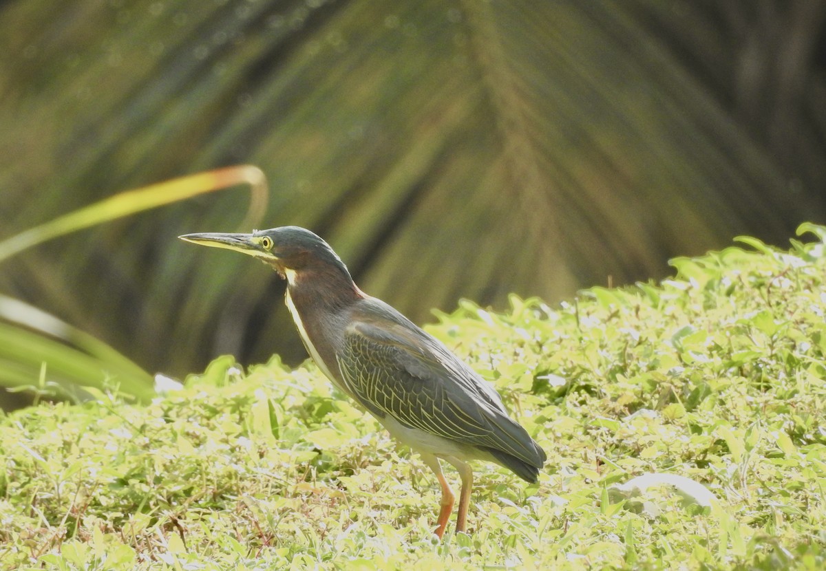 Green Heron - ML646012010