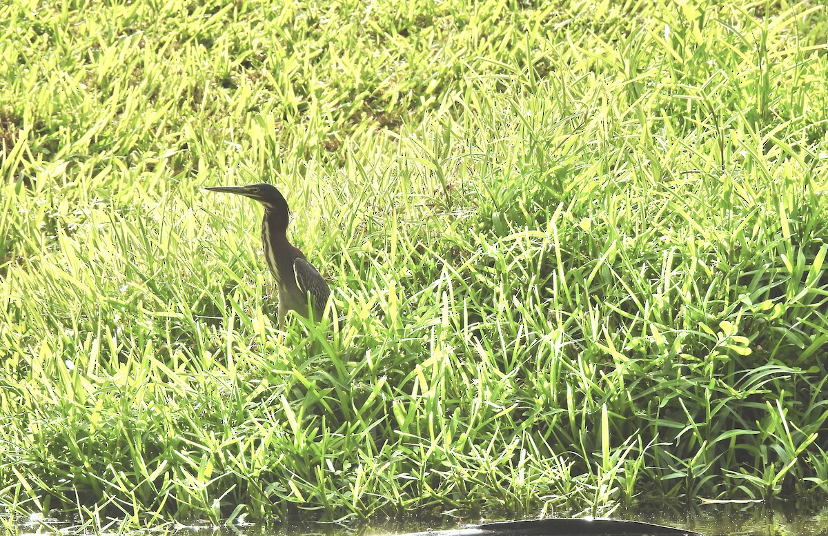 Green Heron - ML646012011