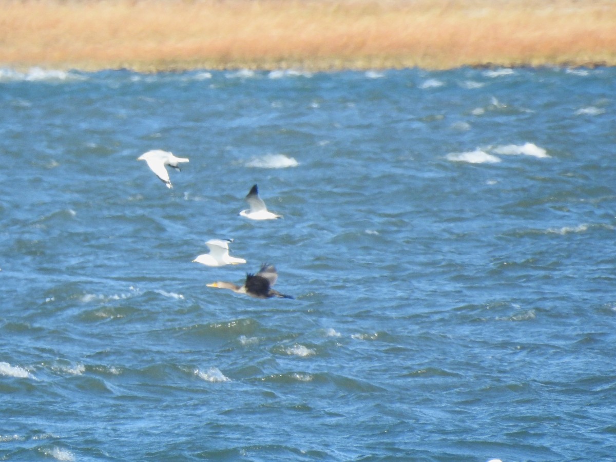 Cormorán Grande - ML646012016