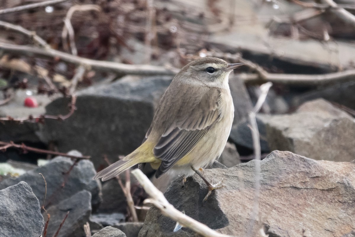 Palm Warbler - ML646012018