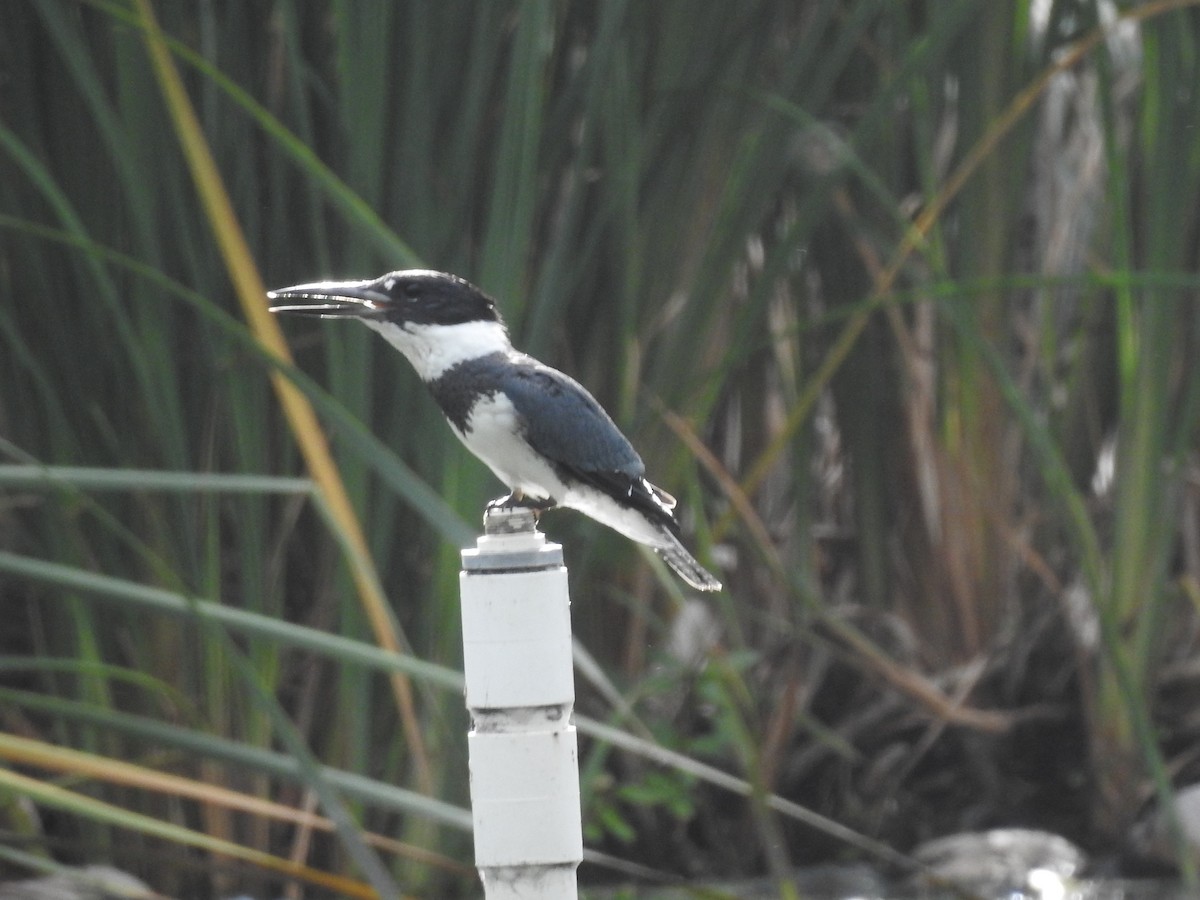 Belted Kingfisher - ML646012024