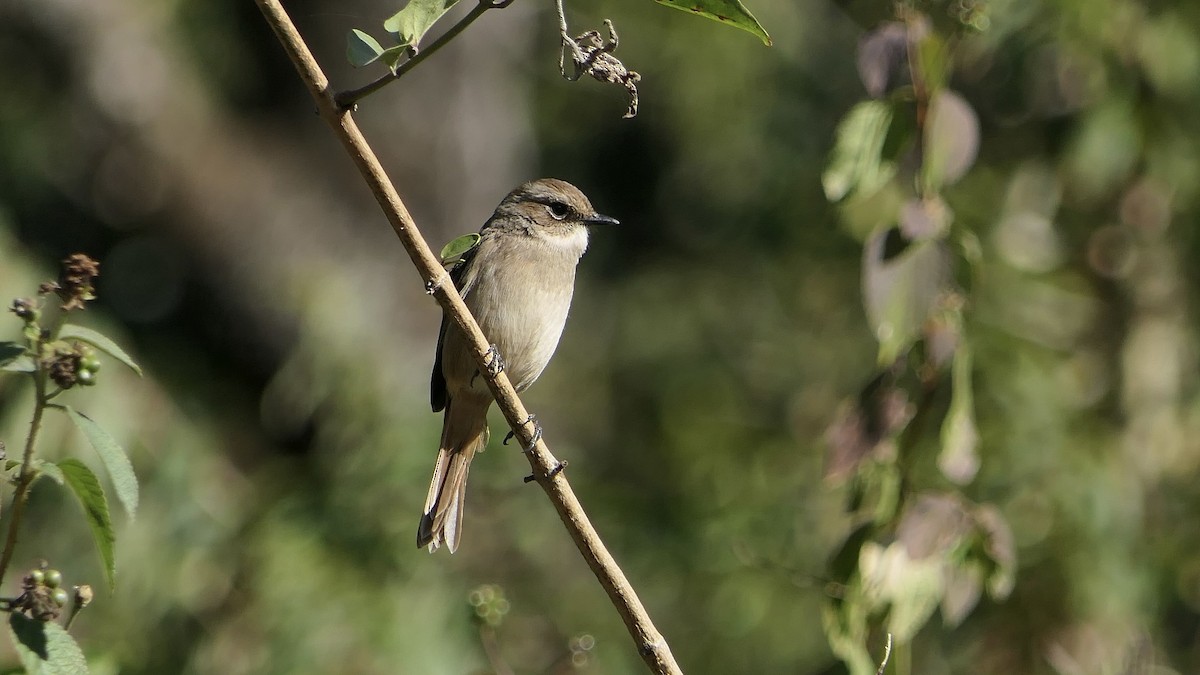 Gray Bushchat - ML646012033
