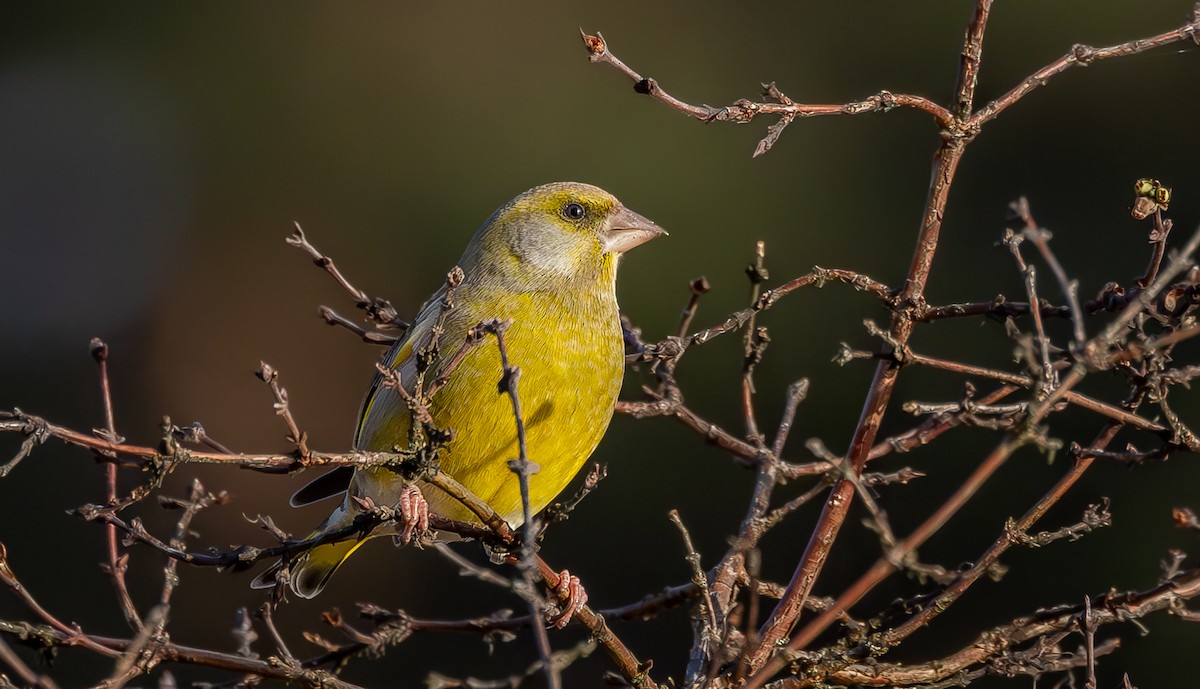 European Greenfinch - ML646012048