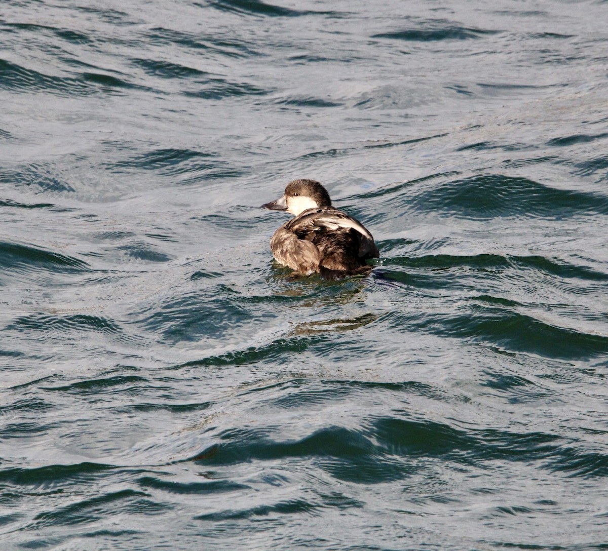 turpan žlutozobý - ML646012050