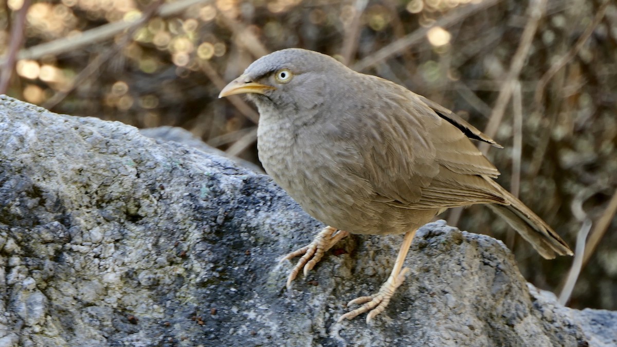 Jungle Babbler - ML646012051