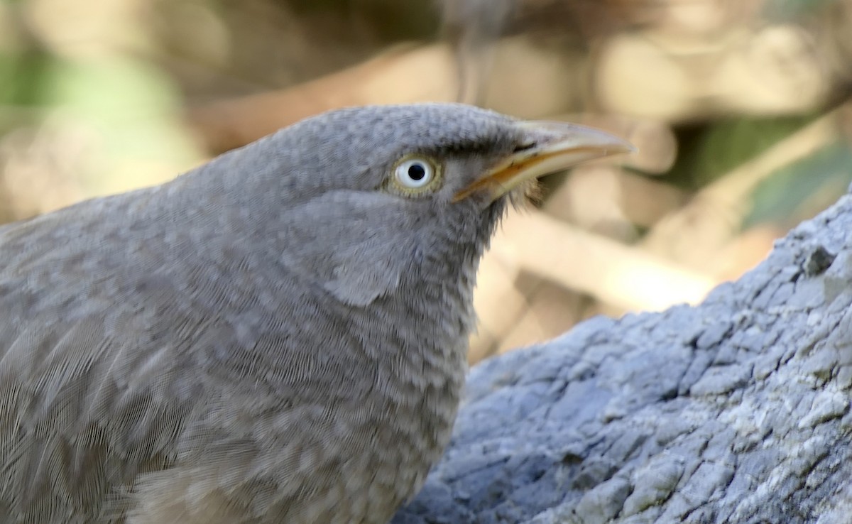 Jungle Babbler - ML646012052