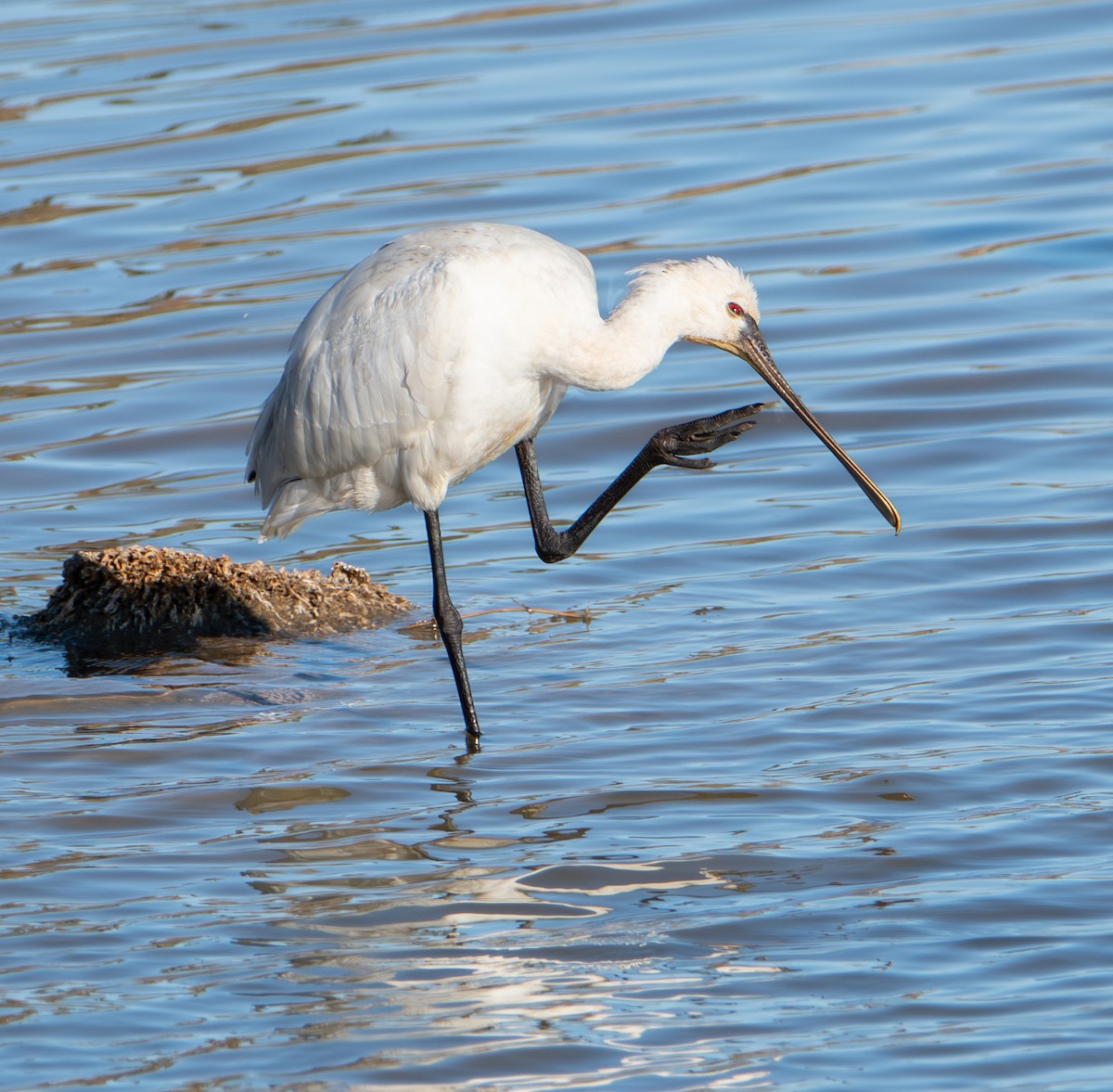 Eurasian Spoonbill - ML646012054