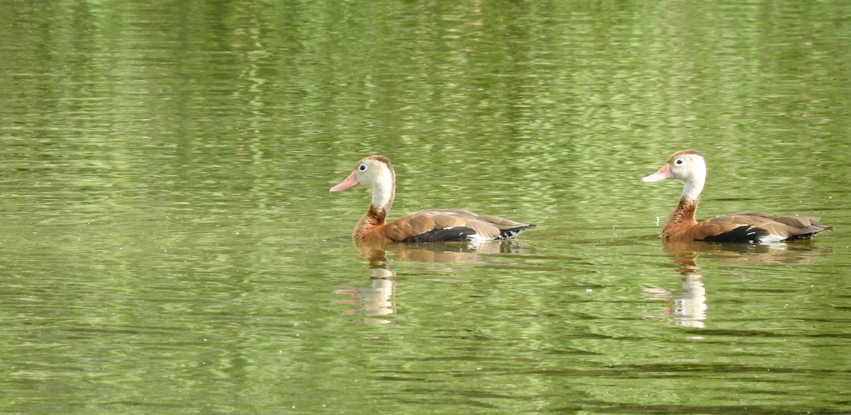 Black-bellied Whistling-Duck - ML646012063