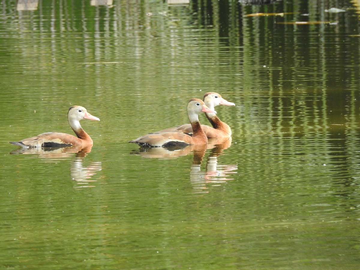Black-bellied Whistling-Duck - ML646012064