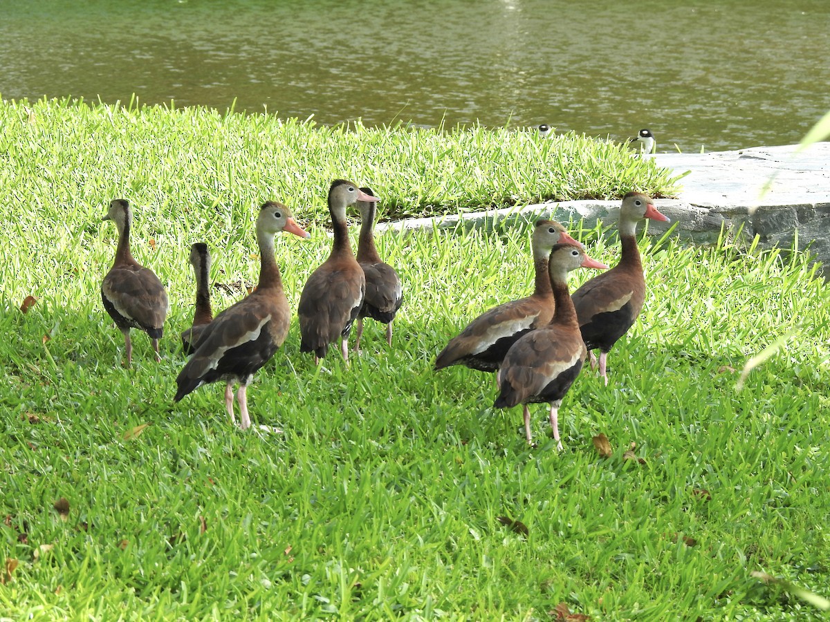 Black-bellied Whistling-Duck - ML646012065