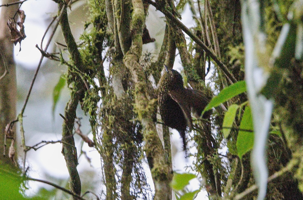 Spotted Barbtail - ML646012073