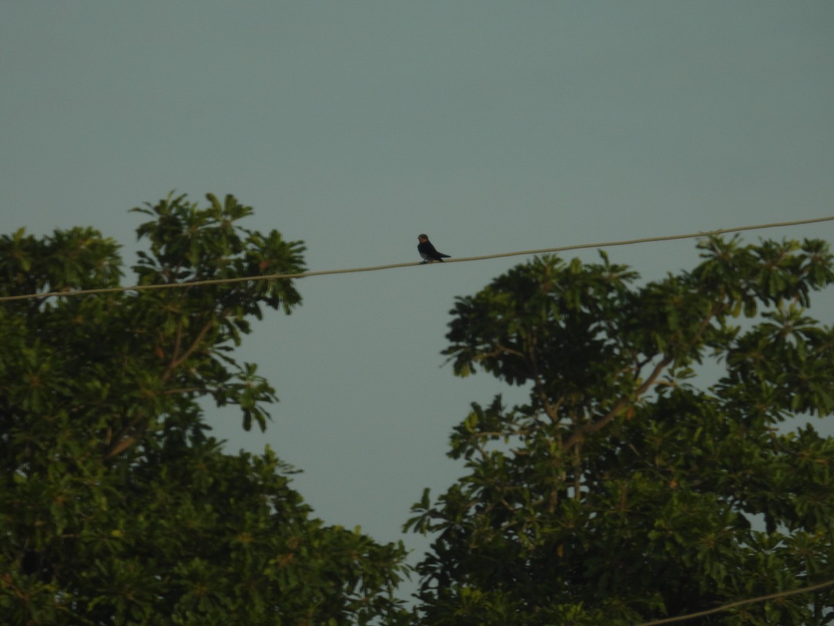 Red-chested Swallow - ML646012076