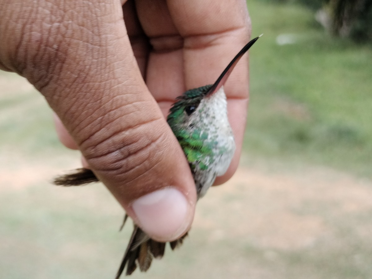 kolibřík zlatochvostý - ML646012077