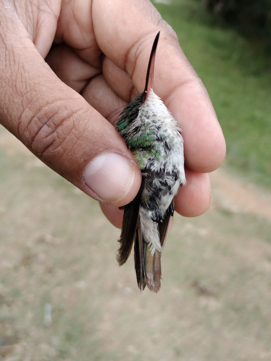 kolibřík zlatochvostý - ML646012078