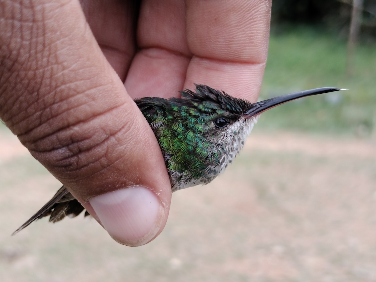 kolibřík zlatochvostý - ML646012079