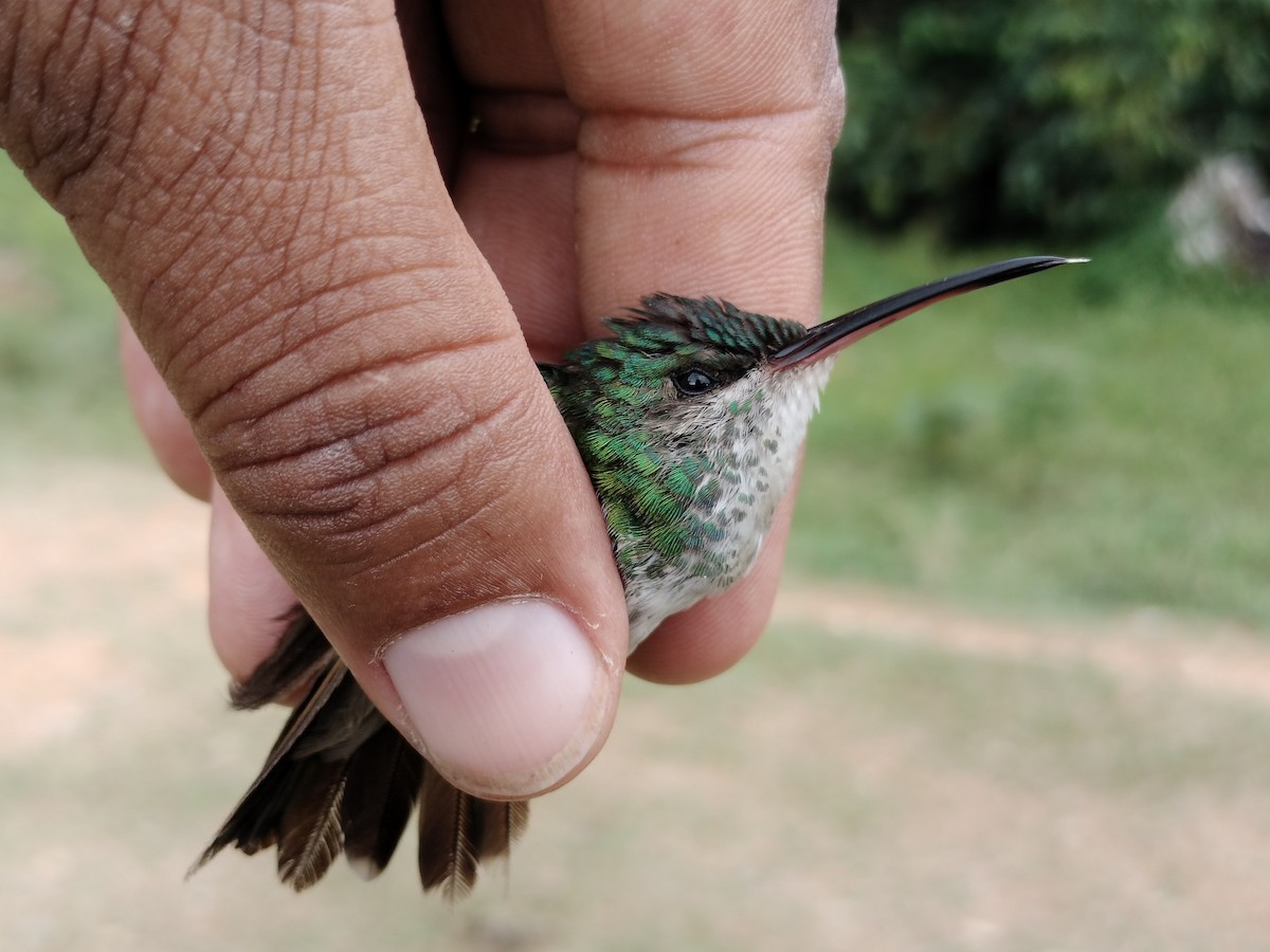 kolibřík zlatochvostý - ML646012080