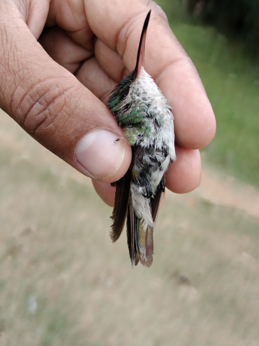 kolibřík zlatochvostý - ML646012081