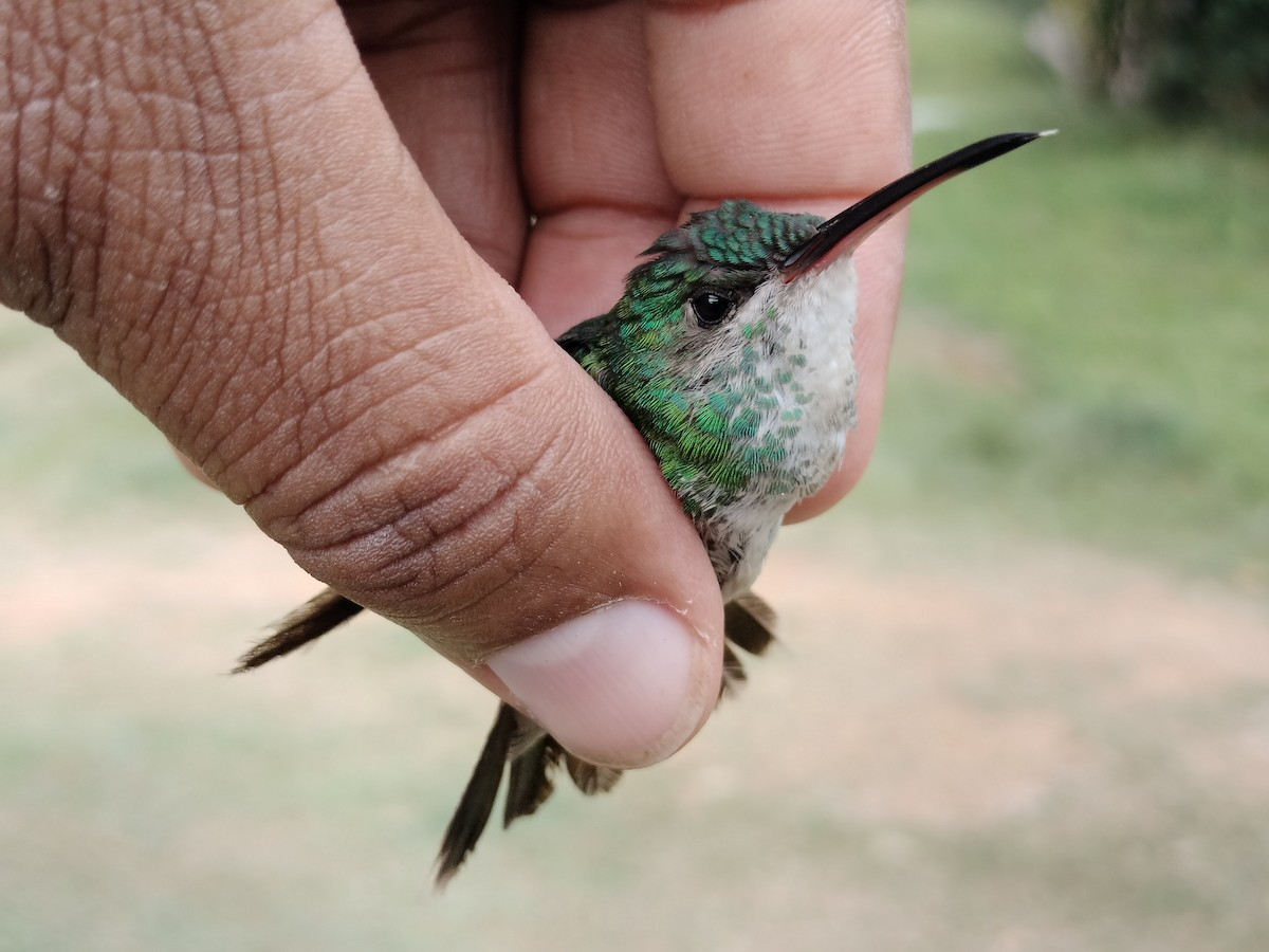 kolibřík zlatochvostý - ML646012082