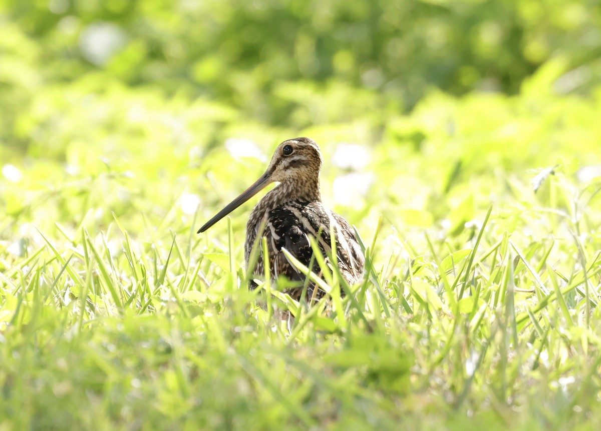 Wilson's Snipe - ML646012086