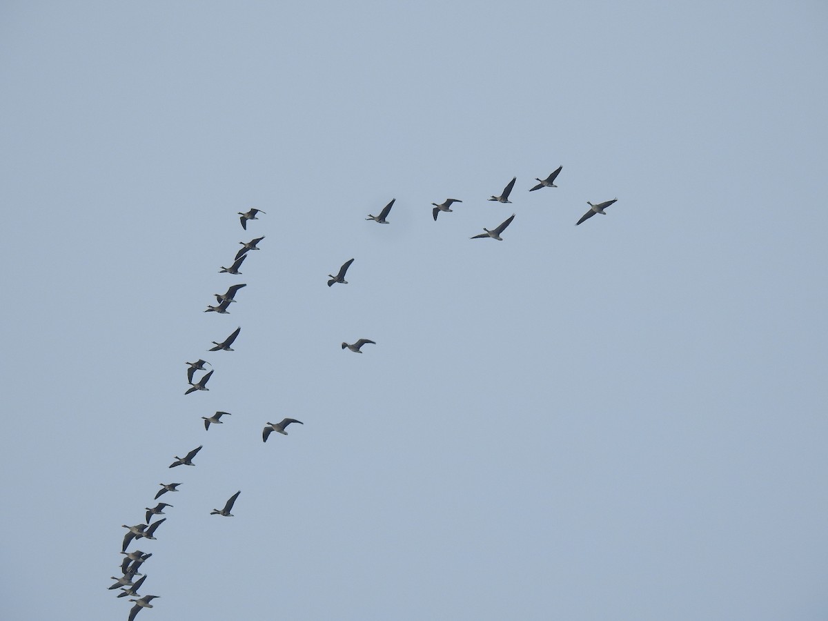 Greater White-fronted Goose - ML646012088