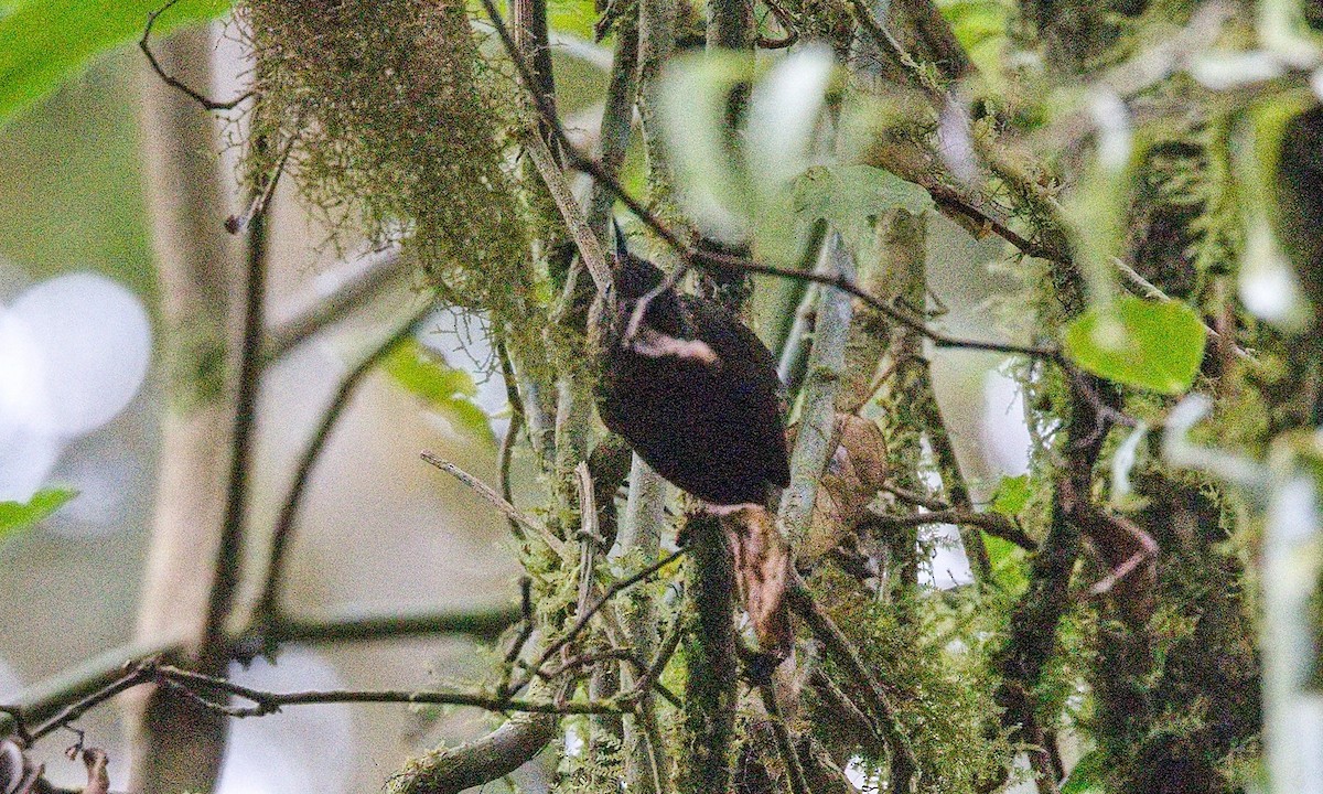 Spotted Barbtail - ML646012091