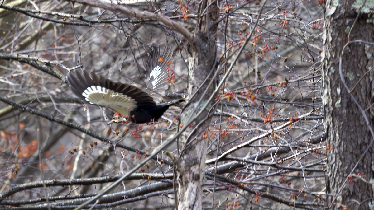 Жовна північна - ML646012092