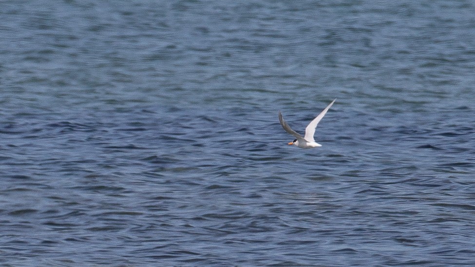 Australian Fairy Tern - ML646012102