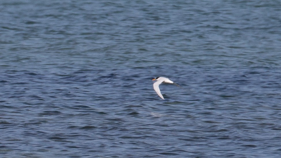 Australian Fairy Tern - ML646012103