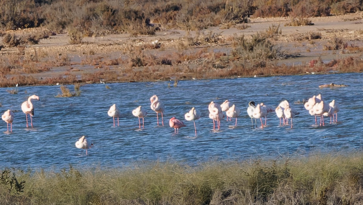 Zwergflamingo - ML646012107