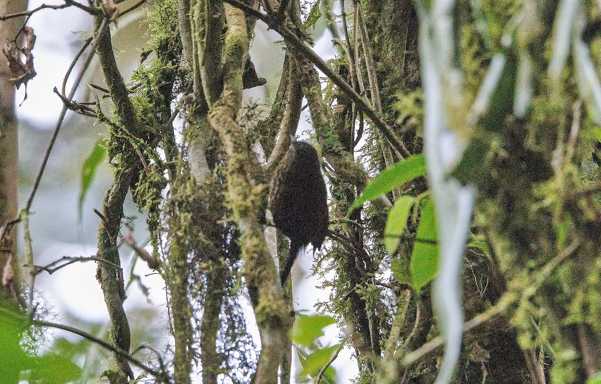 Spotted Barbtail - ML646012111