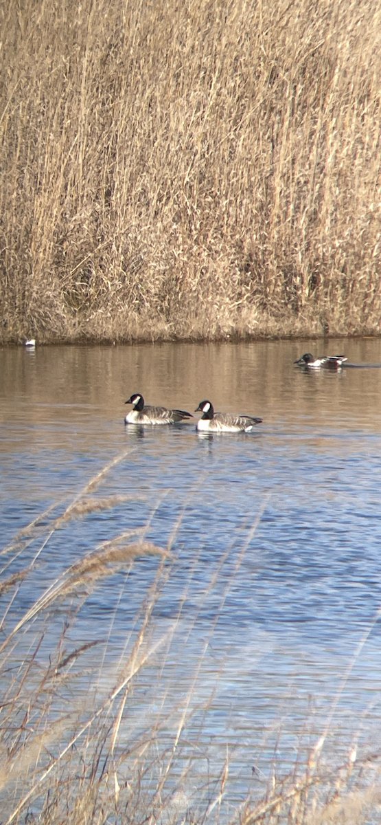 小加拿大雁 - ML646012112