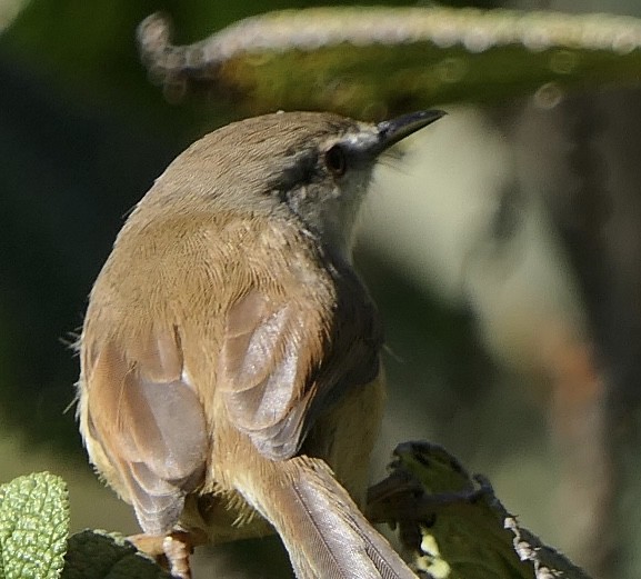 Gray-breasted Prinia - ML646012115