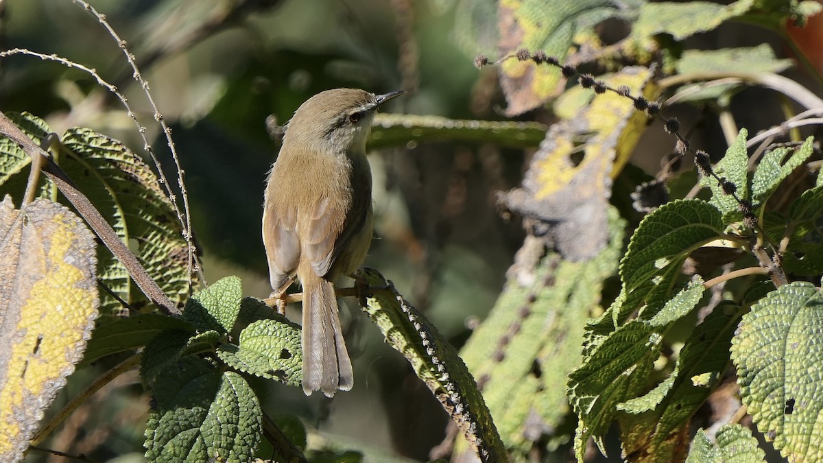 Gray-breasted Prinia - ML646012117