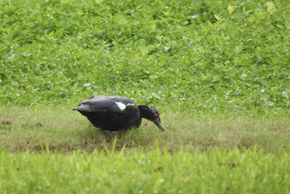 Muscovy Duck (Domestic type) - ML646012118