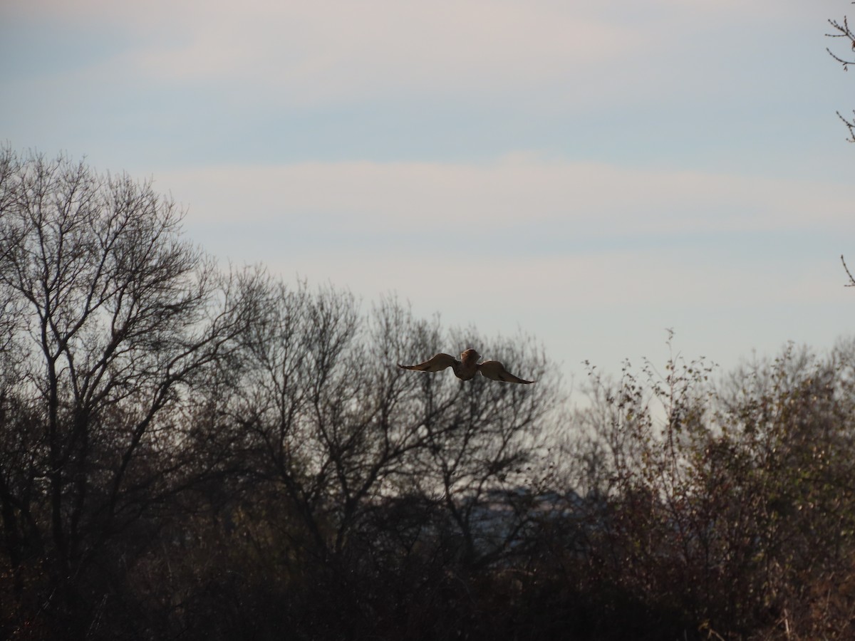Long-eared Owl - ML646012125